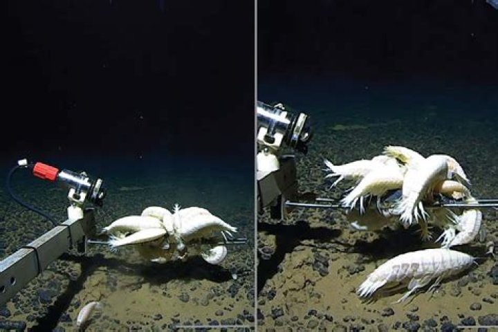A Journey Into Deep-Sea Discovery